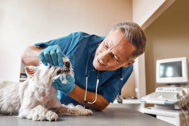 Best 24-Hour Emergency Dentist in Pine Mountain Lake, CA